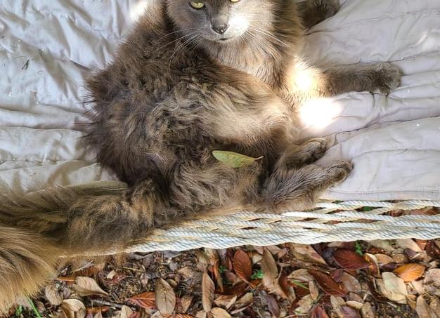 Мне пришлось бросить курить из-за соседского дивана